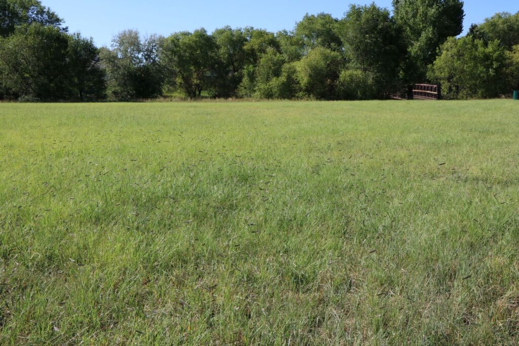 Native Grass in Wildflower Park