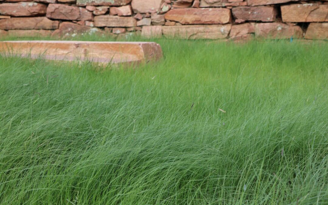 Blue Grama Buffalograss Mix