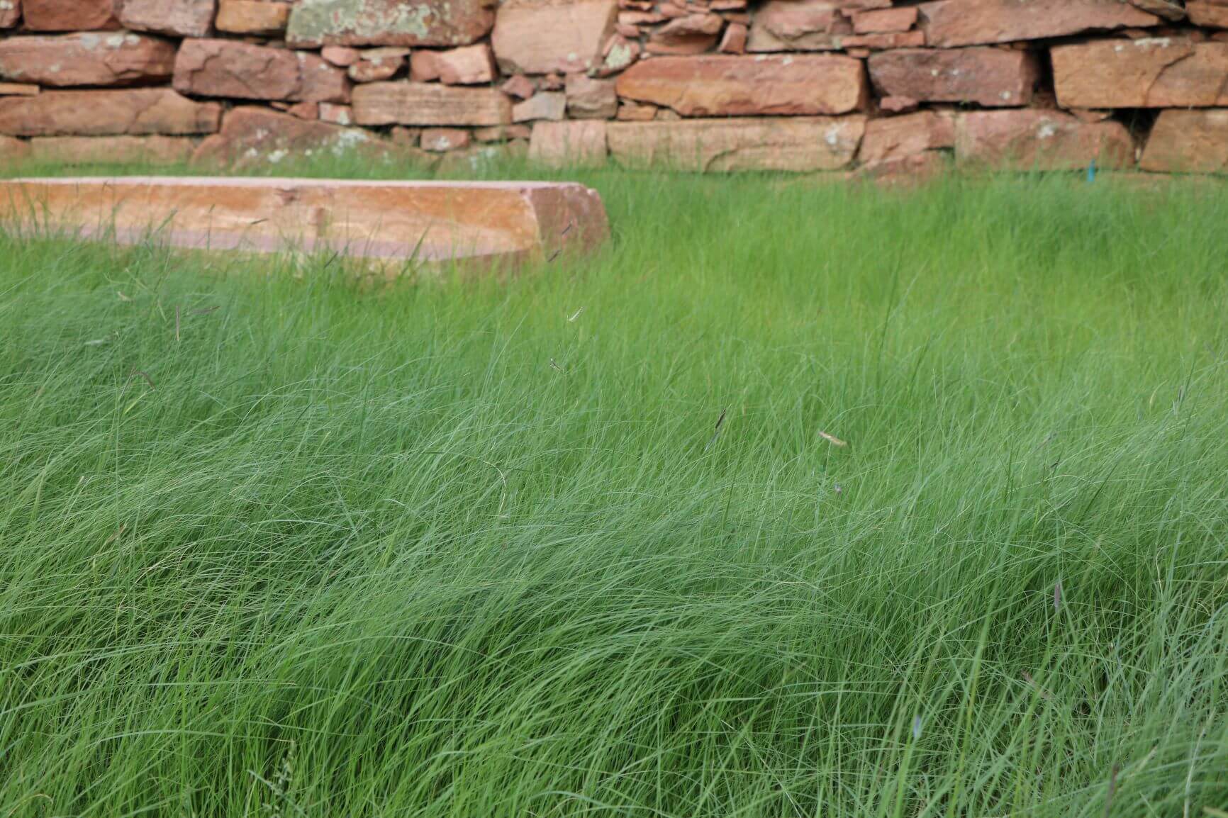 Blue Grama Buffalograss Mix