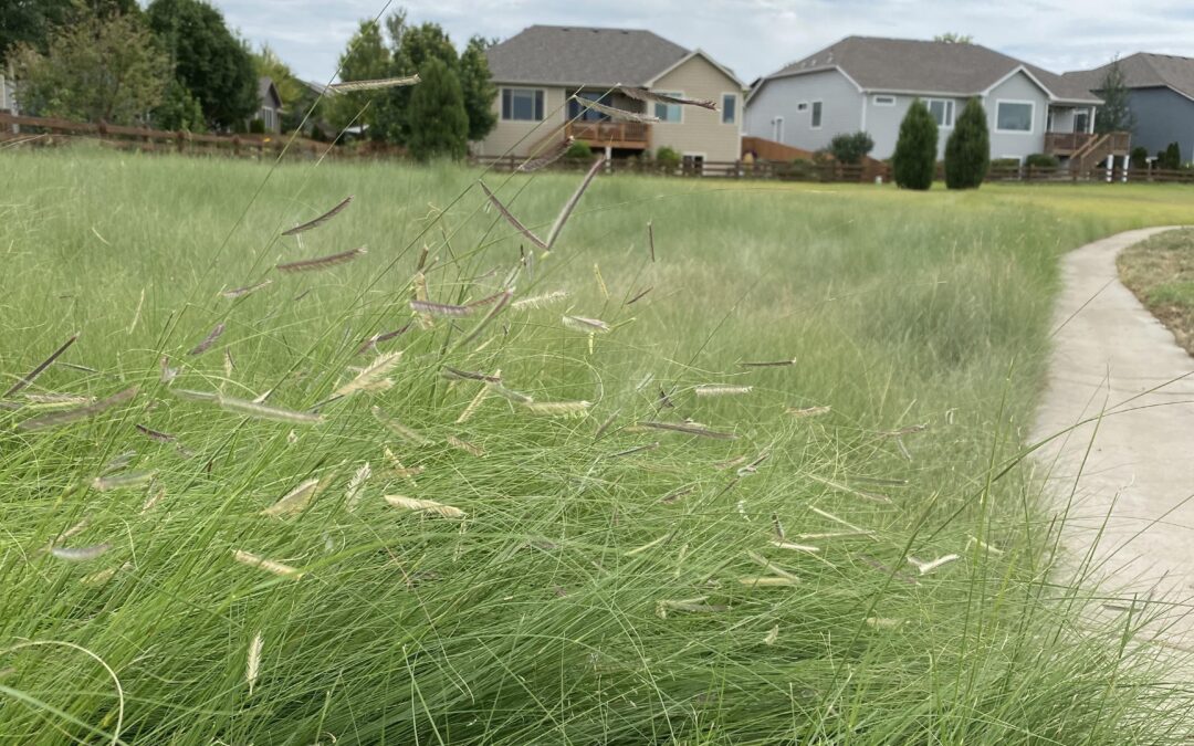 Pelican Ridge HOA, Fort Collins