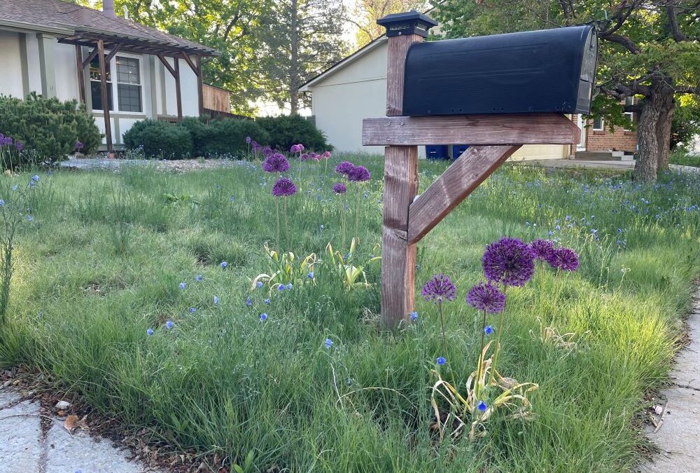 Aurora Front Lawn Replacement